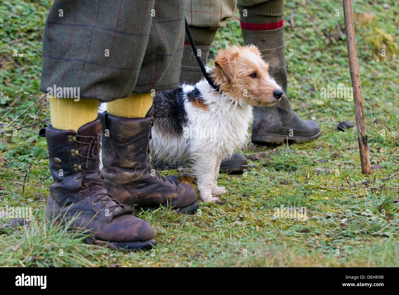Jack Russell Terrier during a Driven Pheasant Hunt in Yorkshire England Stock Photo Alamy