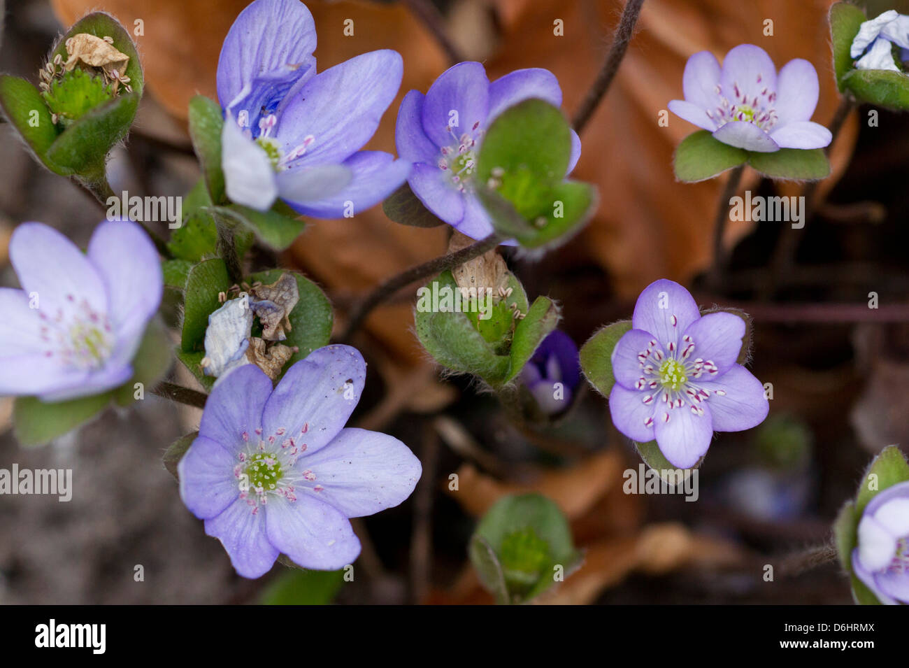 Liverworth in spring Stock Photo