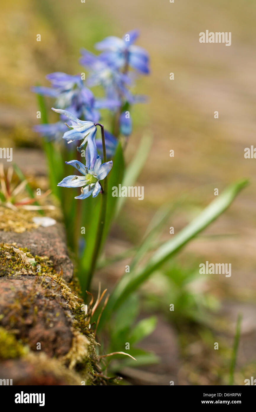 Blue Star Hyacinth Stock Photo - Alamy