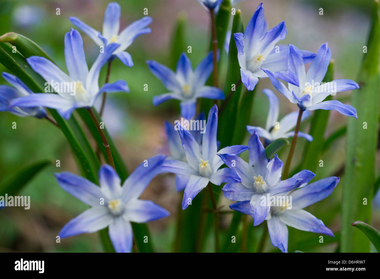Blue Star Hyacinth flowers in Spring Stock Photo