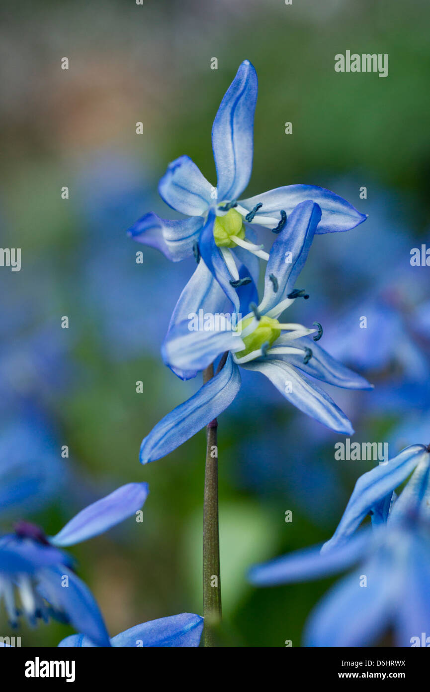 Blue Star Hyacinth flowers in Spring Stock Photo