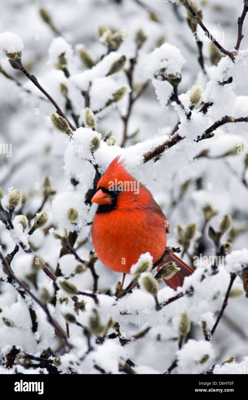 Male Northern Cardinal Perched On Snow Covered Branch Of Star Magnolia Tree - Floyd County Stock Photo