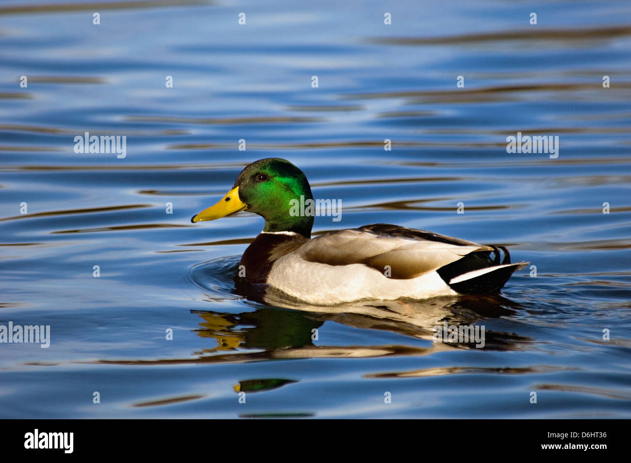Mallard Duck Male Swimming on Pond in Clark County Indiana Stock Photo