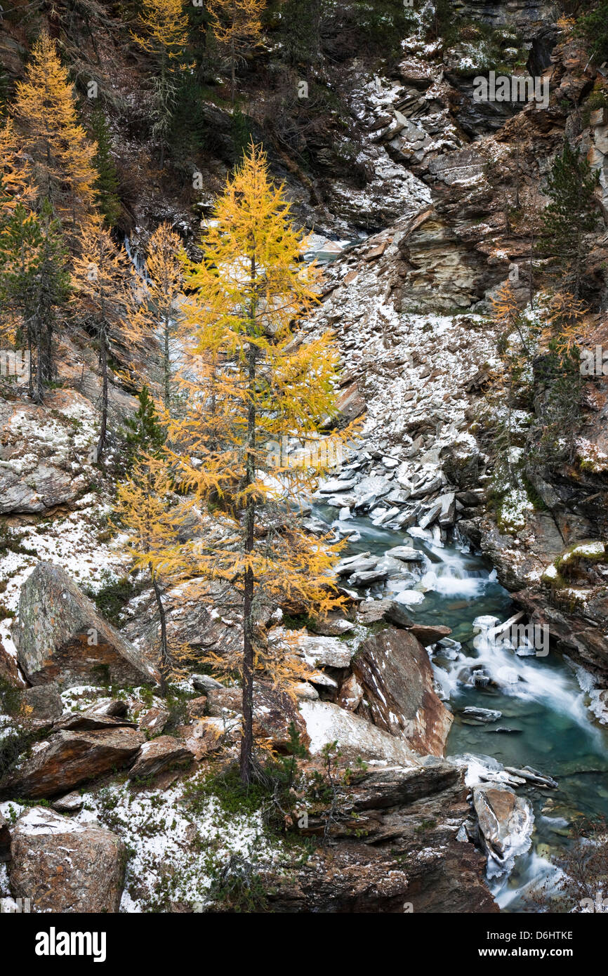 Waterfall of creek Plimabach in valley martelltal with colorful larch trees larix decidua in fall. South Tyrol, Italy. Stock Photo