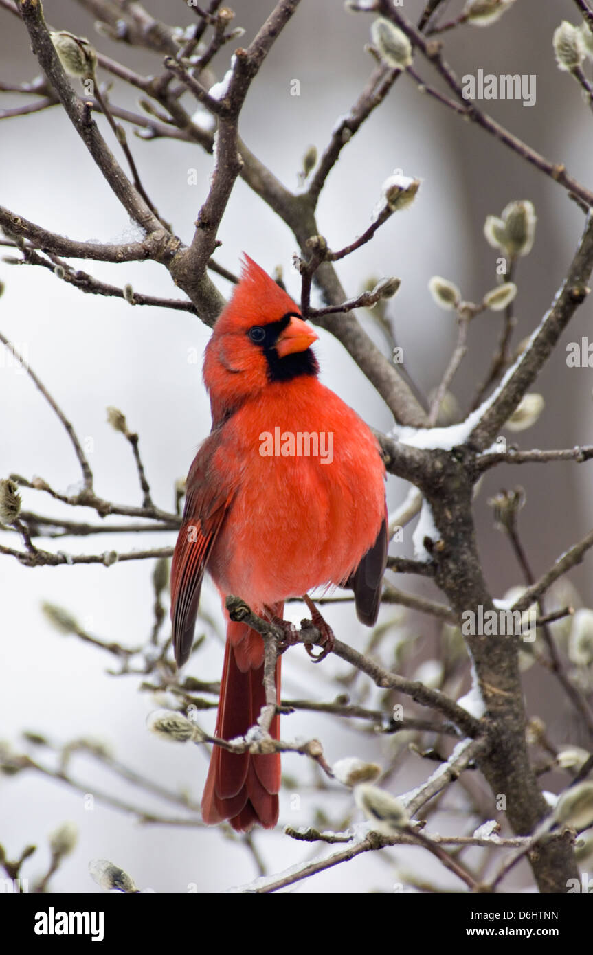 Male Northern Cardinal Perched On Snow Covered Branch Of Star Magnolia Tree in Floyd County, Indiana Stock Photo