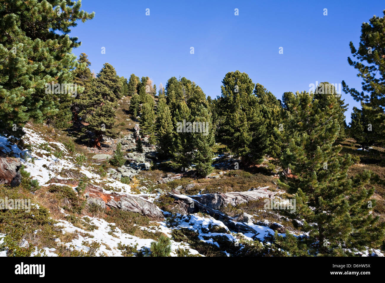 Alpine forest of Swiss Pine (Arve, Pinus cembra), Stelvio National Park at 2300m. South Tyrol, Italy. Stock Photo