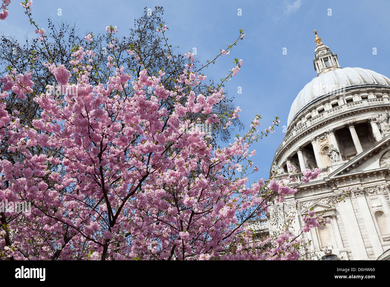 Blossom By St. Pauls Cathedral London UK Stock Photo