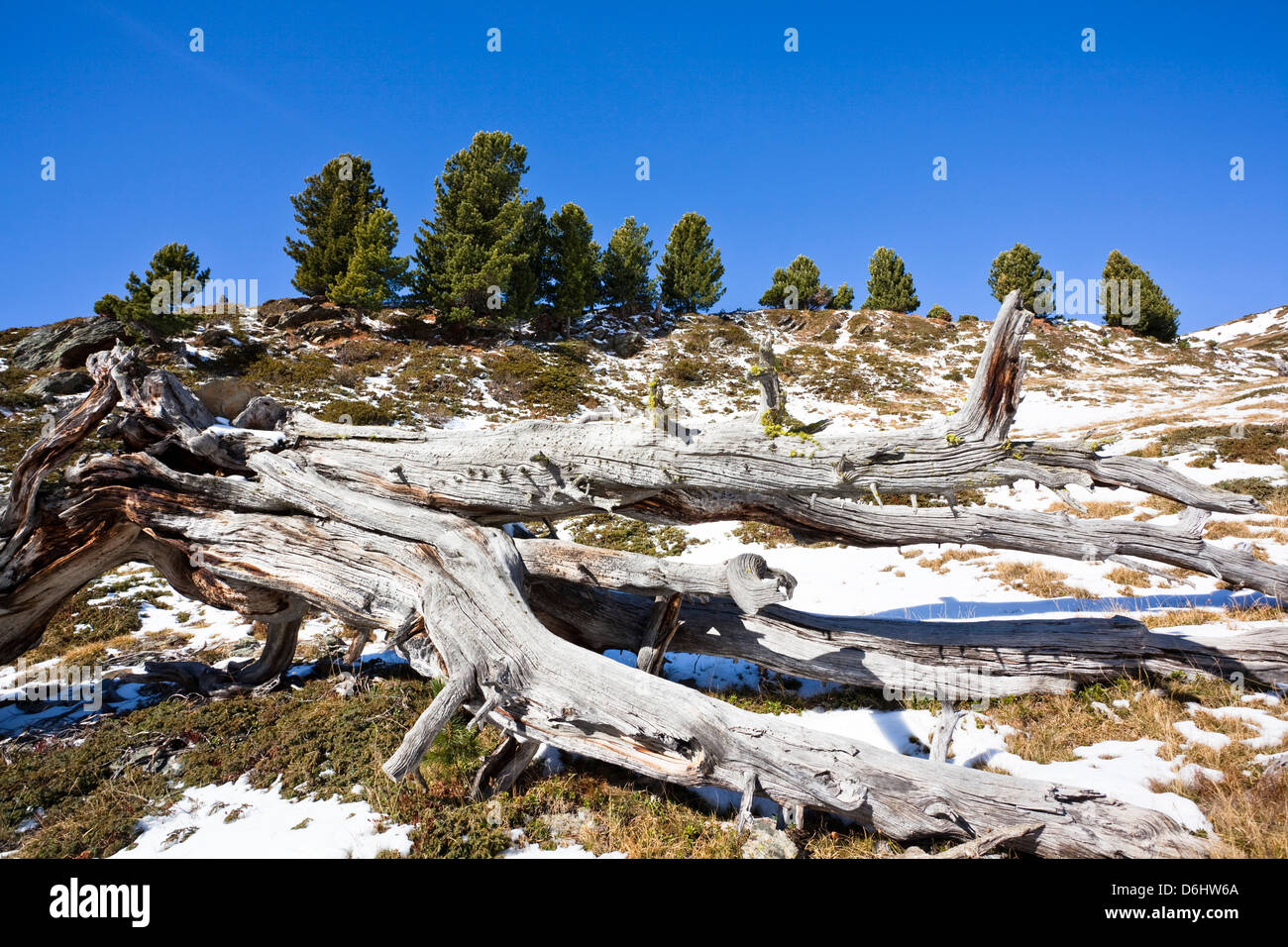 Alpine forest of Swiss Pine (Arve, Pinus cembra), Stelvio National Park. South Tyrol, Italy. Stock Photo