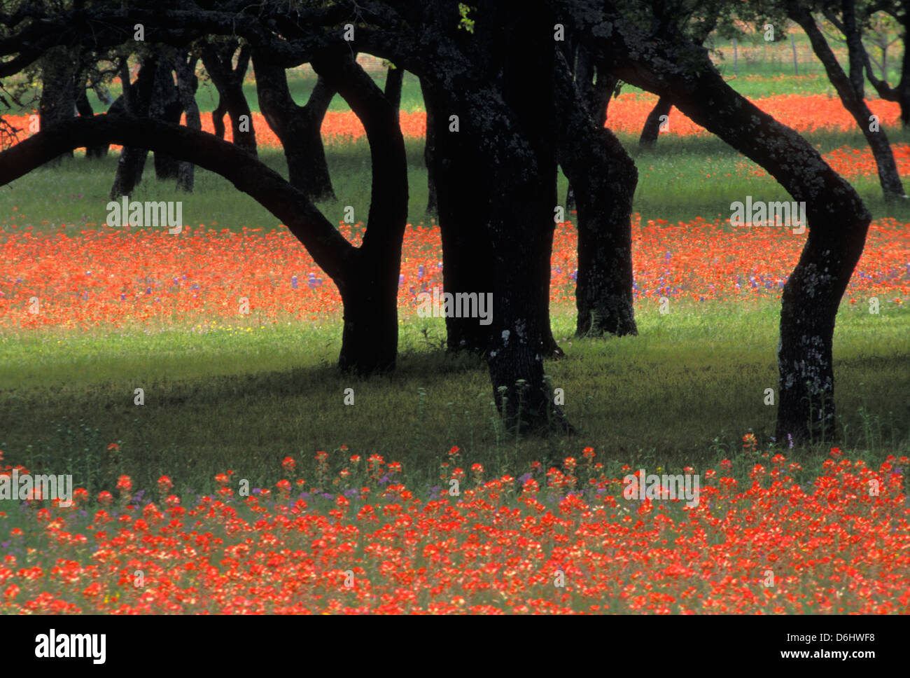 types of oak trees in texas hill country