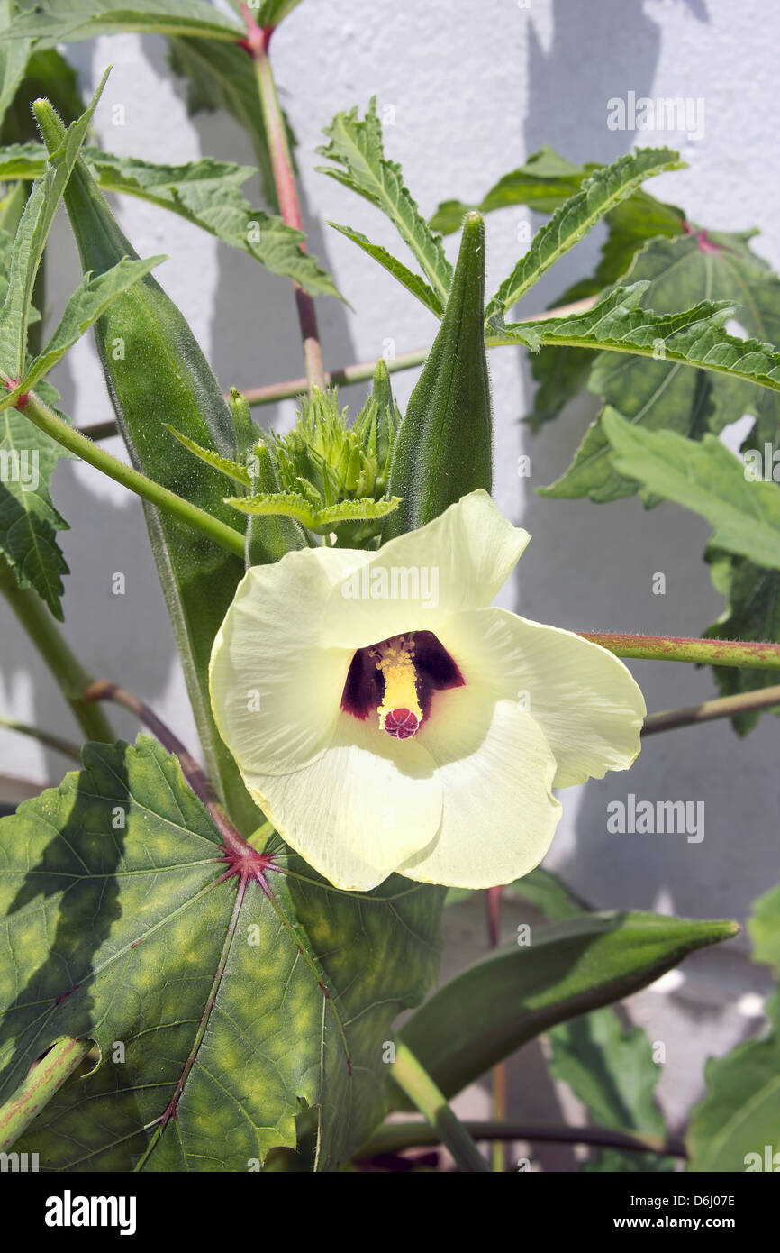 Okra Flowering Plant with Flower and Seed Pods Closeup Stock Photo Alamy