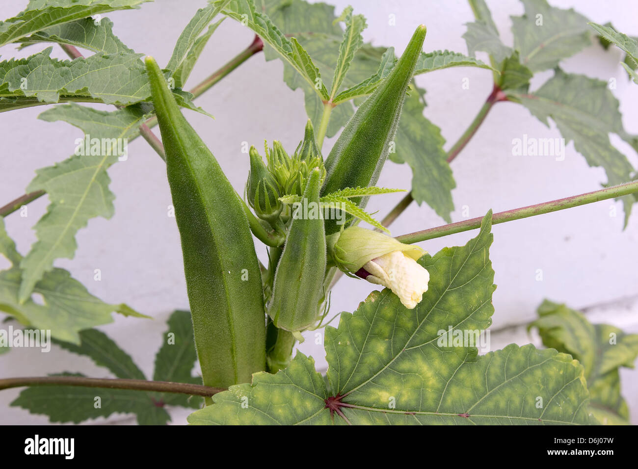 Okra Flowering Plant with Seed Pods and Flower Buds Stock Photo Alamy