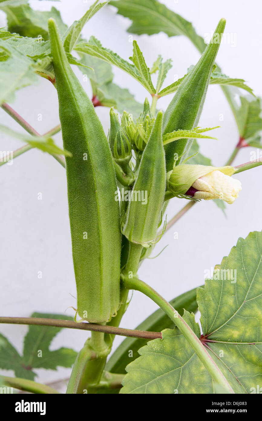 Okra Flowering Plant with Seed Pods and Flower Buds Closeup Stock Photo