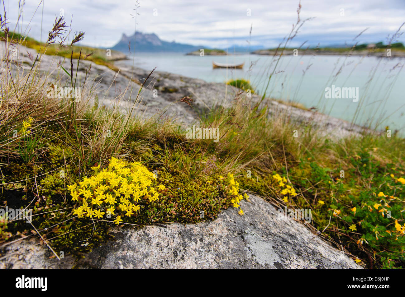 Norway. Rock slab with Sedum sp. and traditional wooden fishing boat anchored in Tranoya. Stock Photo