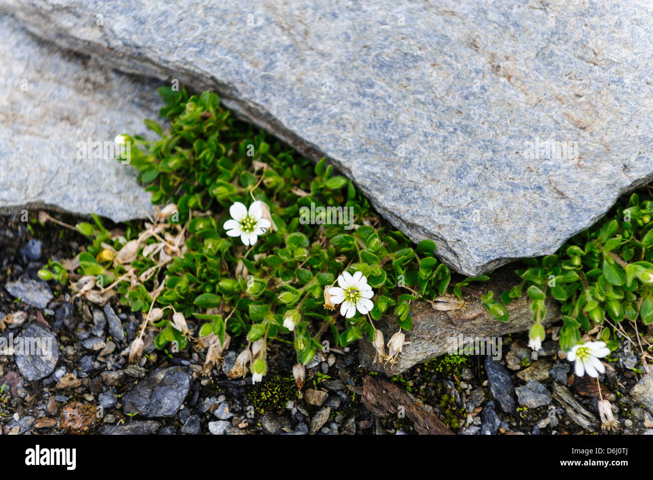 Norway, Troms. Alpine Chickweed (Cerastium alpinum). Stock Photo