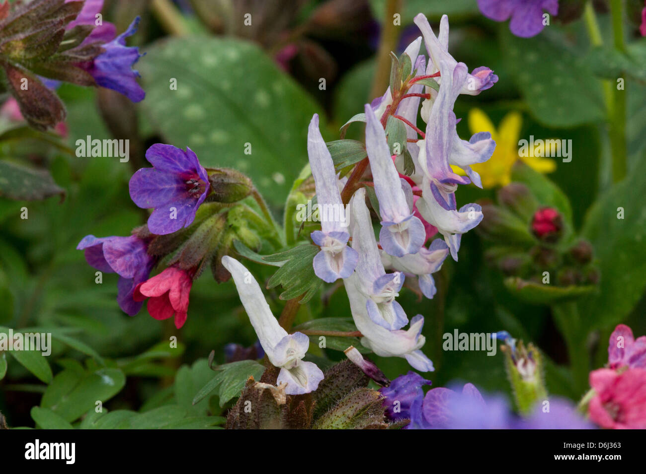 Lungworth and Corydalis solida flowers in spring Stock Photo