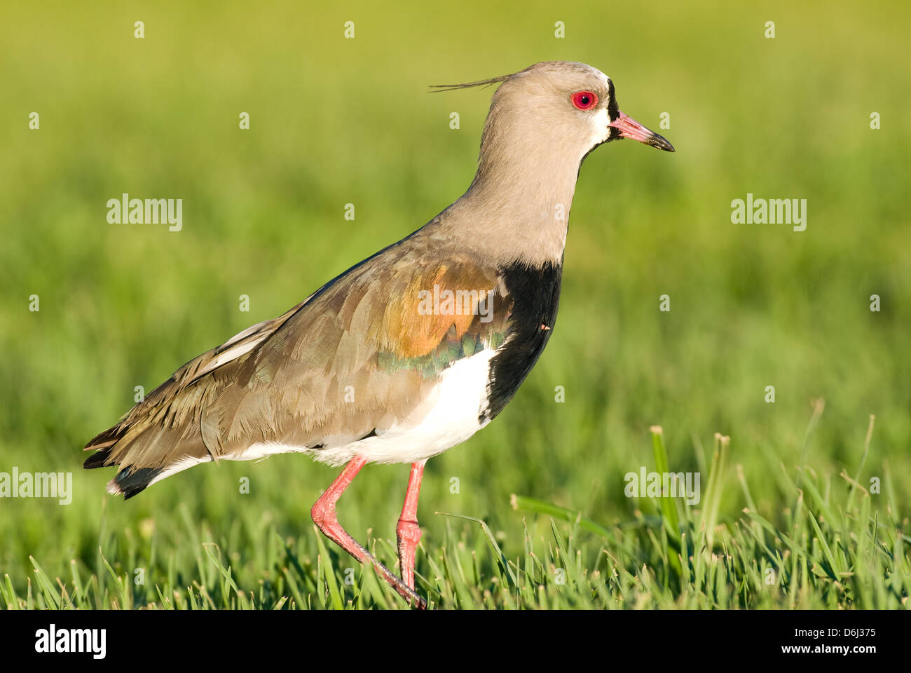 Southern Lapwing (Vanellus chilensis) in Rocha Uruguay Stock Photo