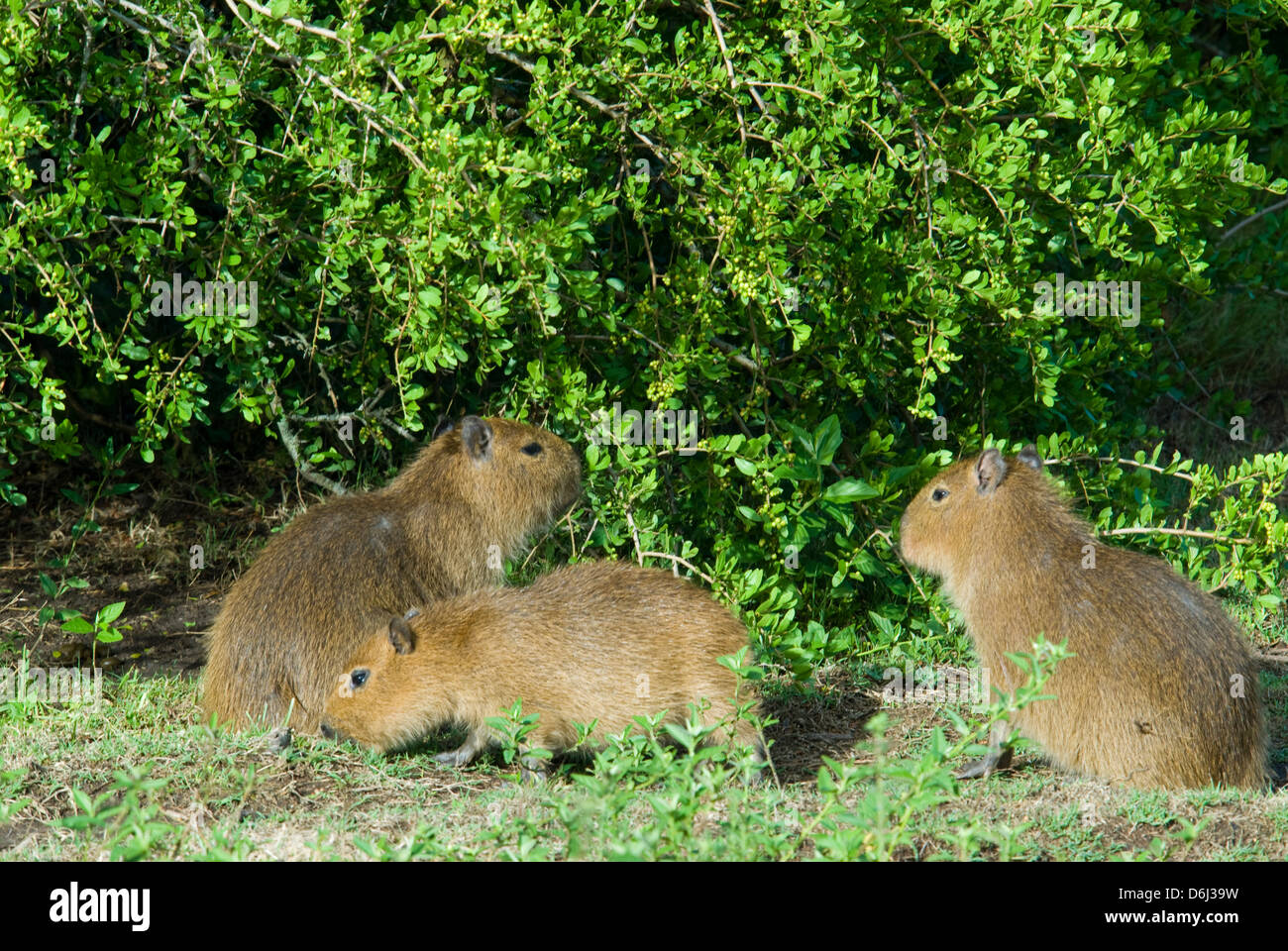 Juvenile capybaras feeding in wetland in Santa Teresa National Park in Rocha Uruguay Stock Photo