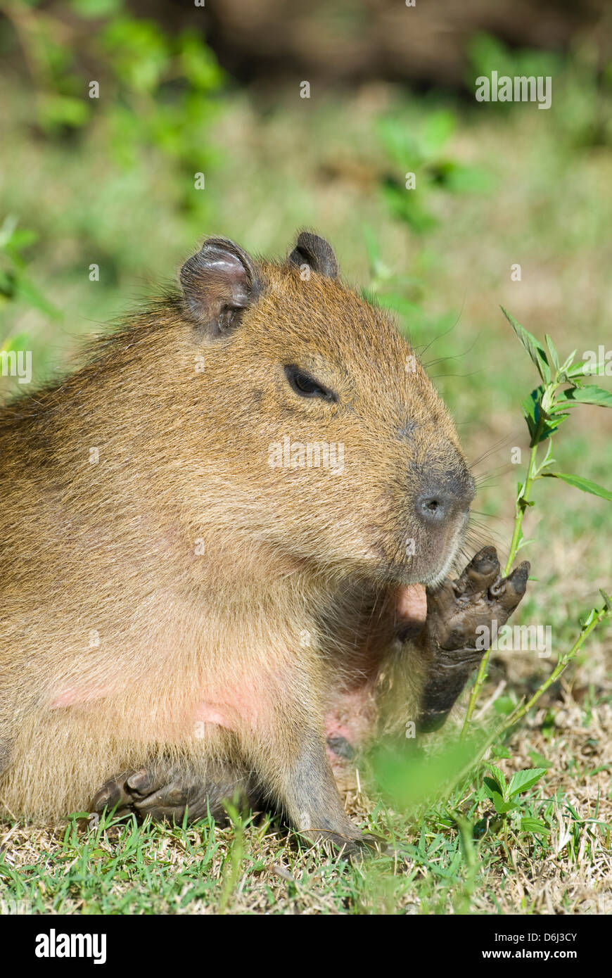 Juvenile capybara scratching jaw in Santa Teresa National Park in Rocha Uruguay Stock Photo