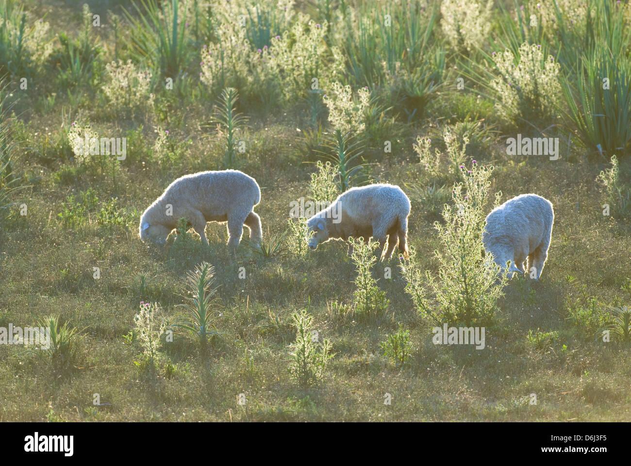 Sheep grazing in pasture in Rocha in eastern Uruguay Stock Photo