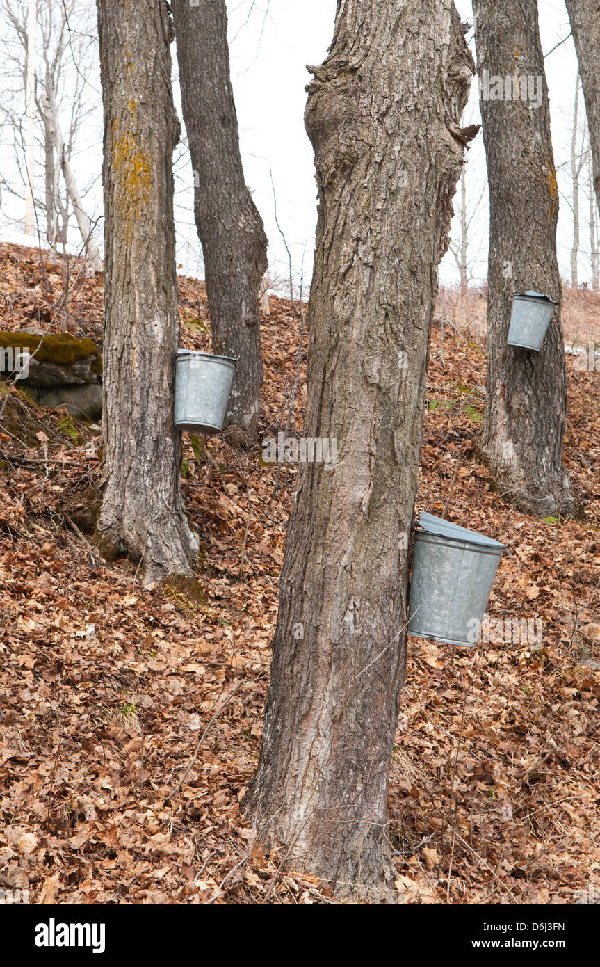 Buckets gathering Sap for making maple syrup Vermont USA Stock Photo