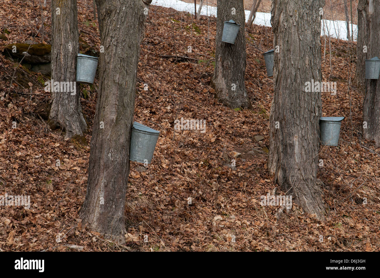 Buckets gathering Sap for making maple syrup Vermont USA Stock Photo