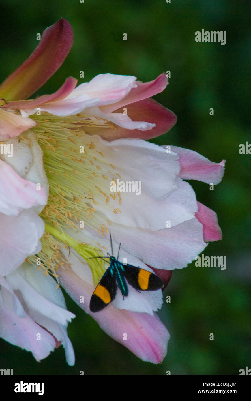 Unidentified butterfly on Echinopsis cactus bloom in Santa Teresa National Park in Uruguay Stock Photo