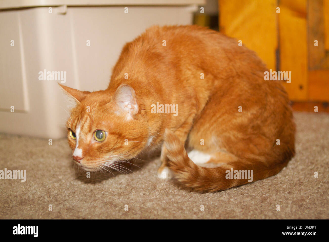 Cautious domestic shorthair marmalade cat. Stock Photo