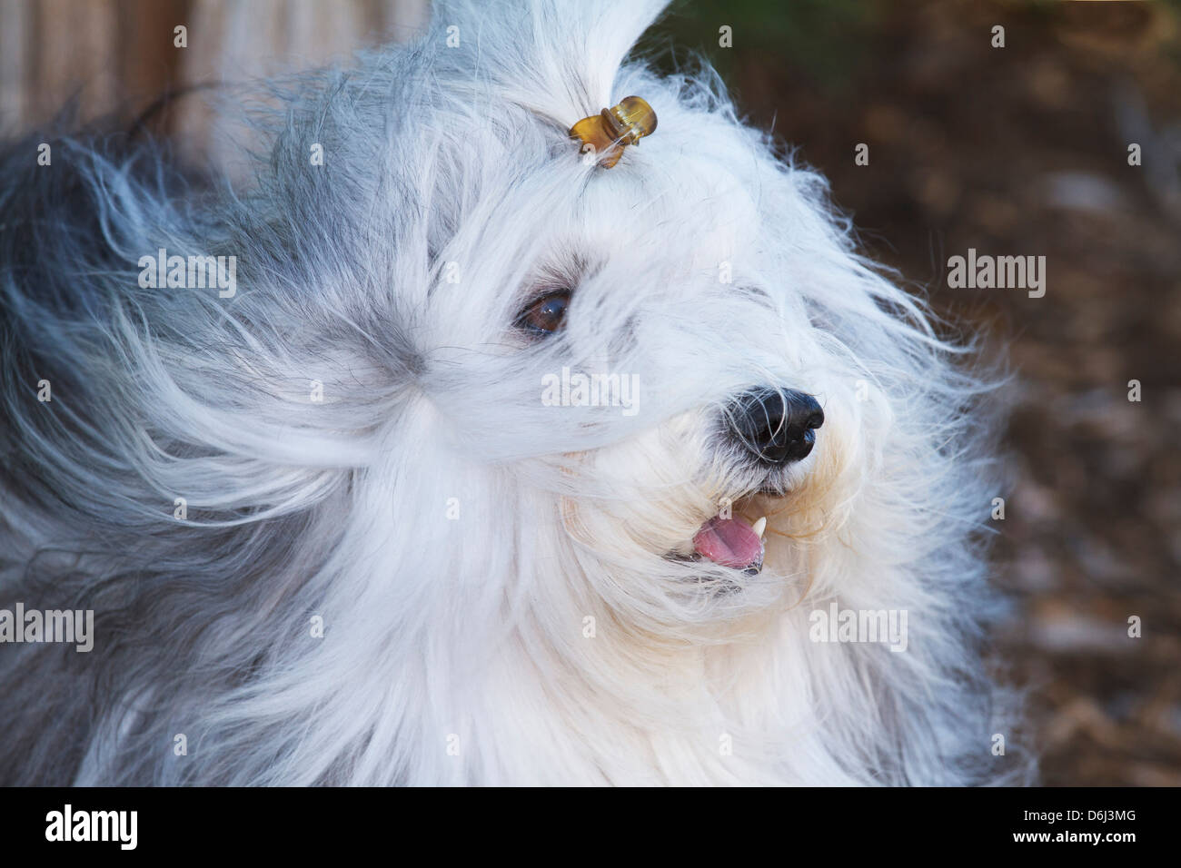 Purebred Havanese coat blowing in the wind Stock Photo Alamy