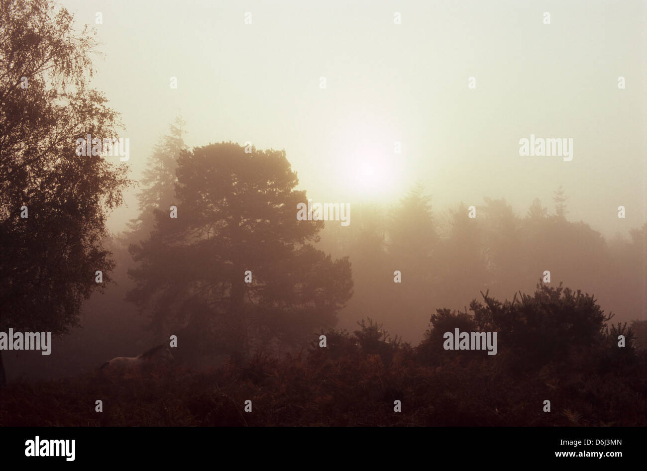 New forest attractions hi-res stock photography and images - Alamy