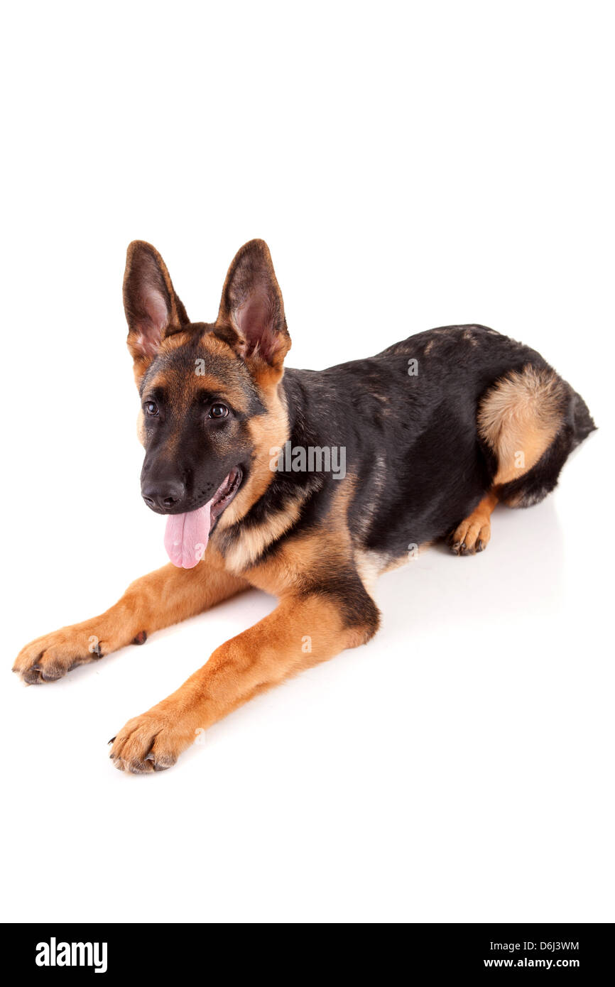 Baby german shepherd dog, isolated over a white background Stock Photo