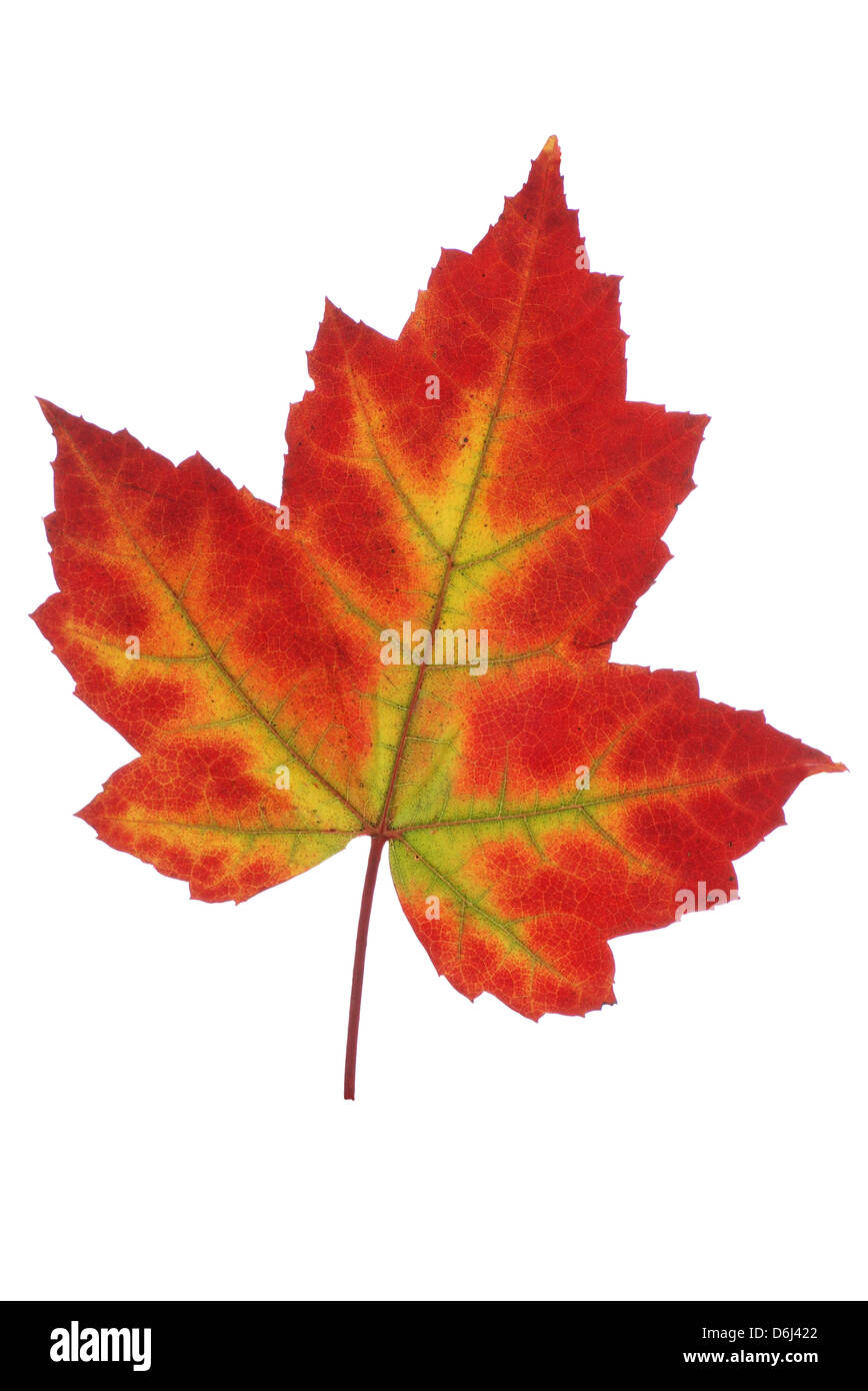 big colored maple leaf on white background Stock Photo