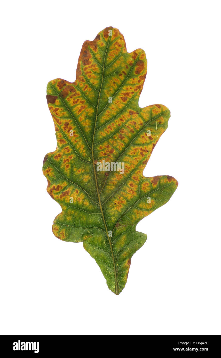big colored oak leaf on white background Stock Photo - Alamy