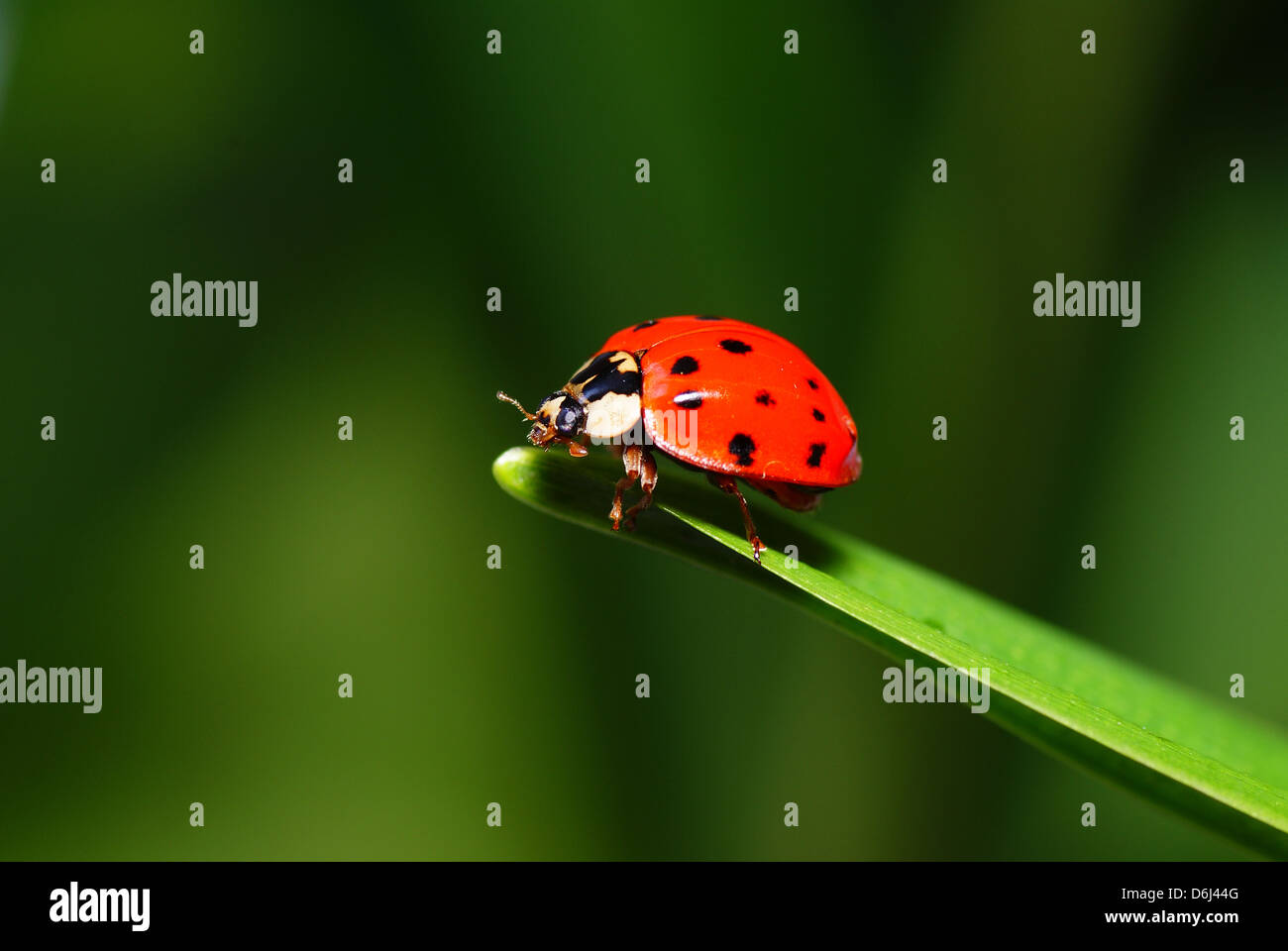 red speckled ladybird on green grass Stock Photo