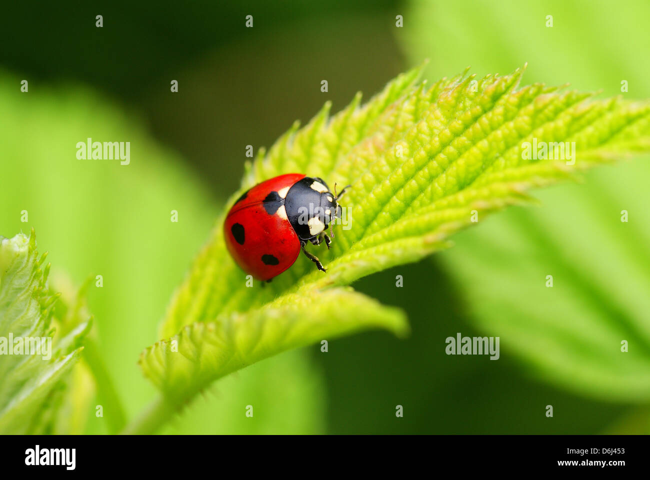 red speckled ladybird on the leaf Stock Photo