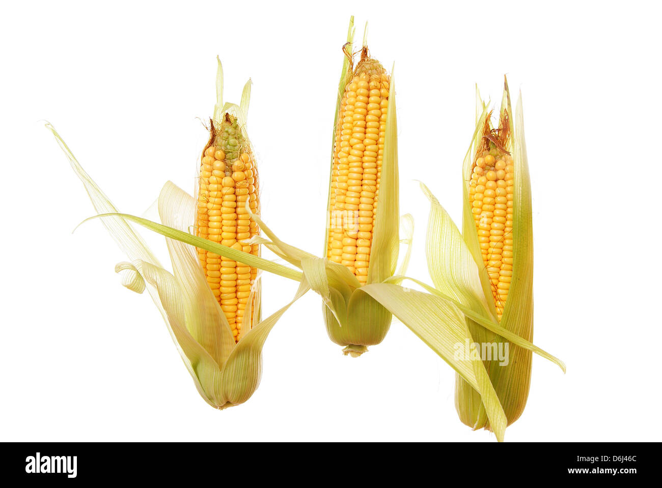 Corn unripe hires stock photography and images Alamy