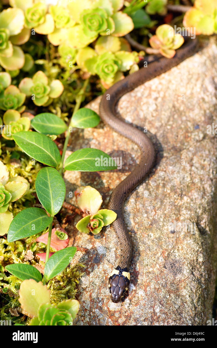 small grass snake lie on stone Stock Photo