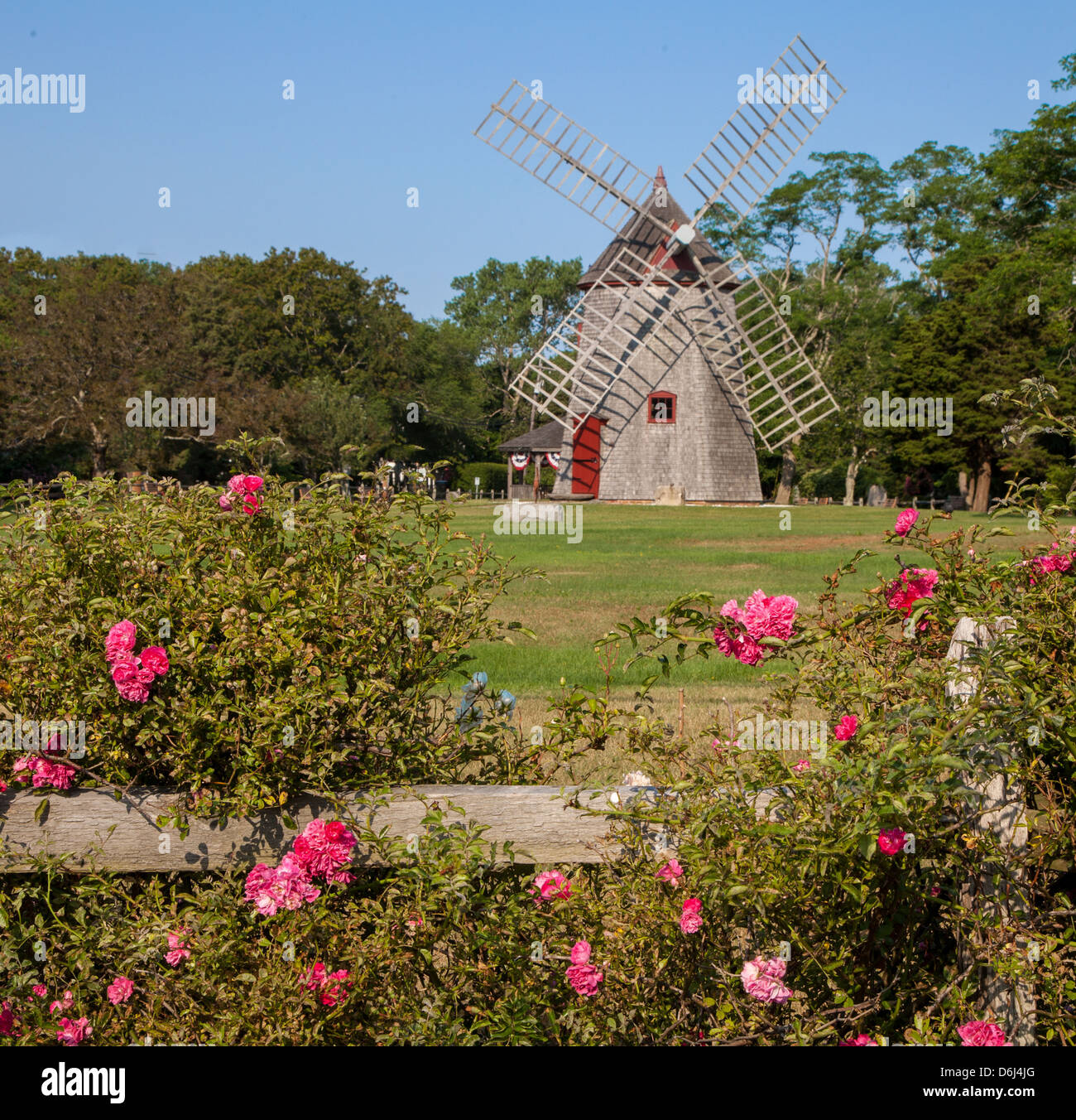 Roses on split rail fence frame Eastham windmill on Cape Cod Stock ...