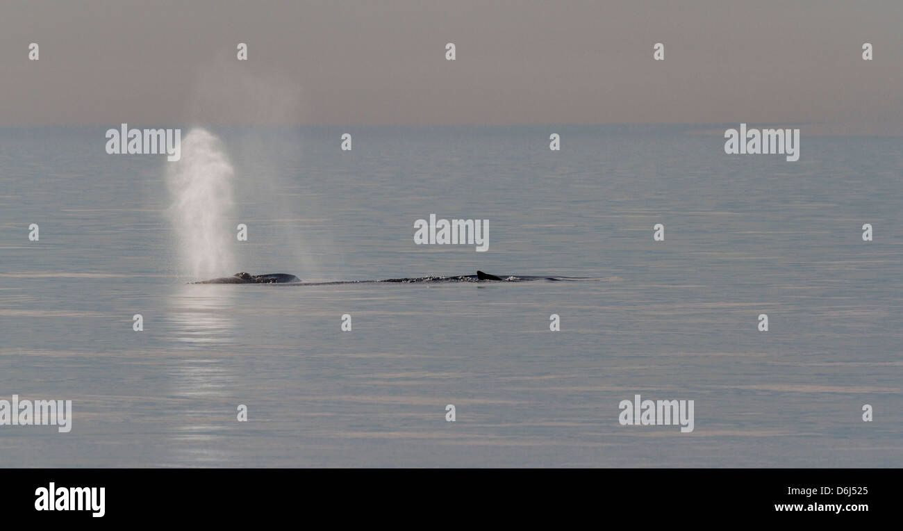 Svalbard, Hinlopen Strait. Two humpback whales blowing in calm water. Stock Photo