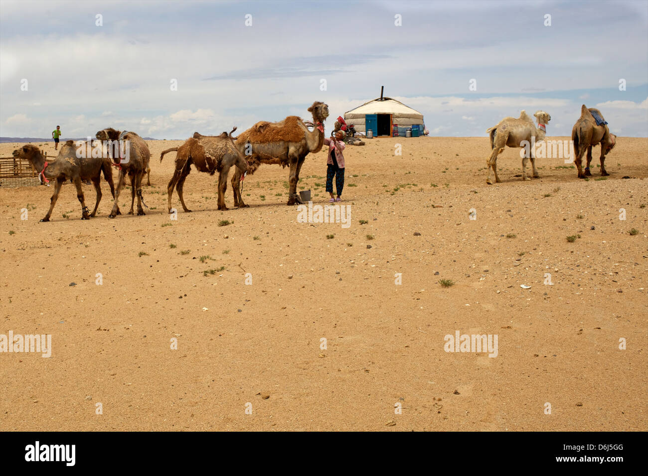 A Mongolian family, yurt and camels in the Gobi desert, Mongolia, Central Asia, Asia Stock Photo