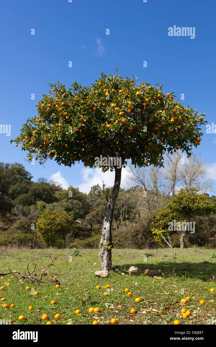 Orange tree, near Linares de la Sierra, Andalucia, Spain, Europe Stock Photo