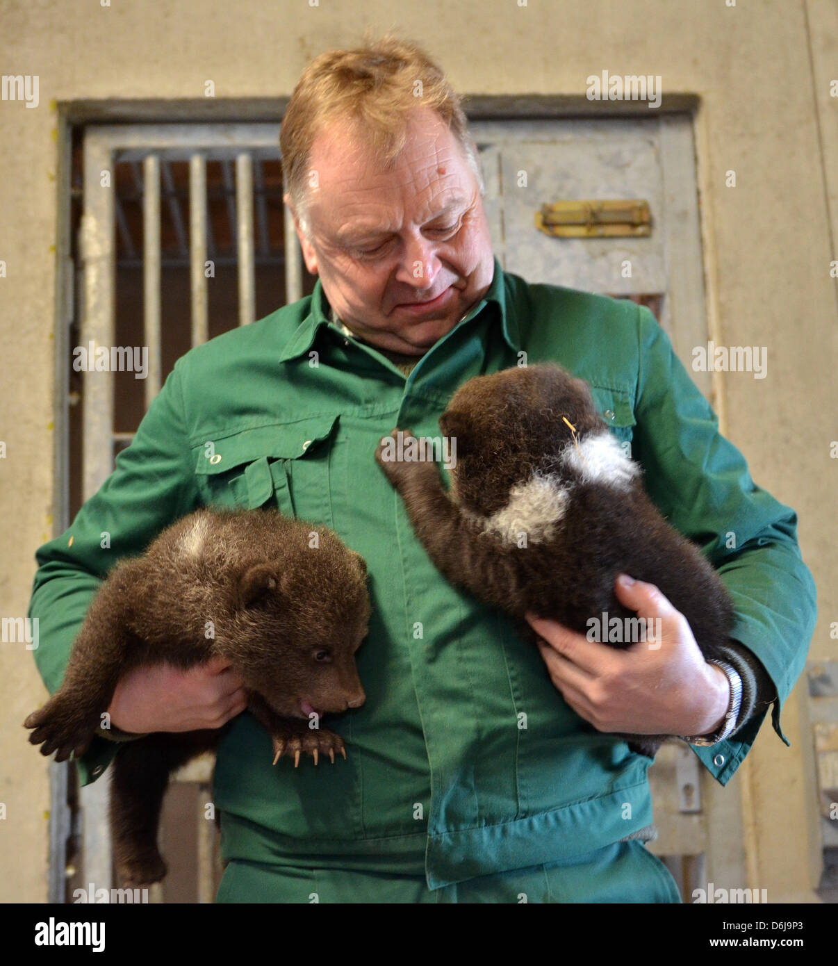 Keeper Werner Bickel holds two young brown bears in his hands at the wildlife park Knuell near Homberg/Efze, Germany, 09 March 2012. Three brown bears were born at the park mid January 2012. It is the second time that the parents Balu and Onni give birth to three bear cubs. Photo: Uwe Zucchi Stock Photo