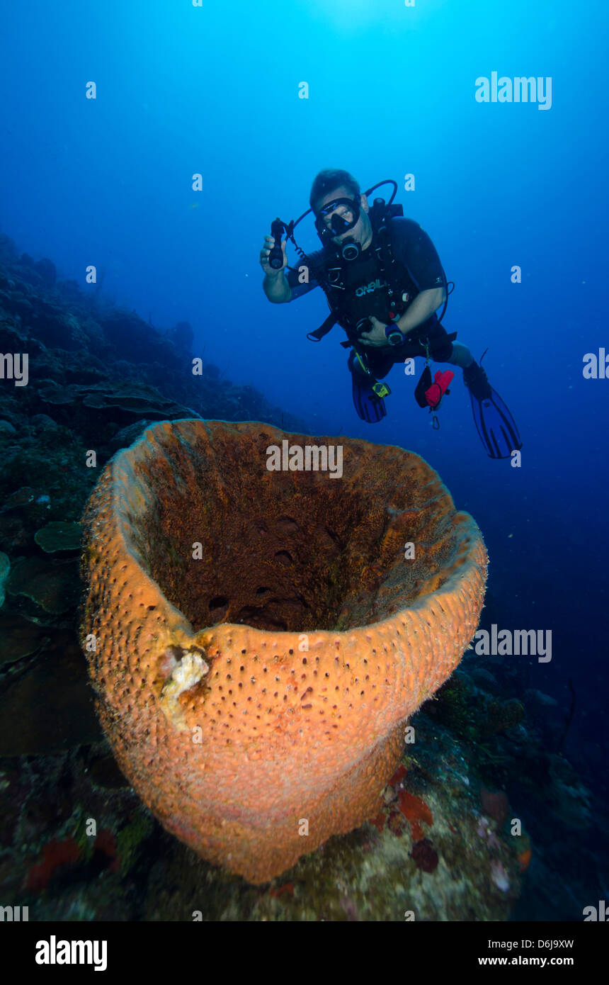 Giant barrel sponges on the spectacular walls off the reefs of  Turks and Caicos, West Indies, Caribbean, Central America Stock Photo