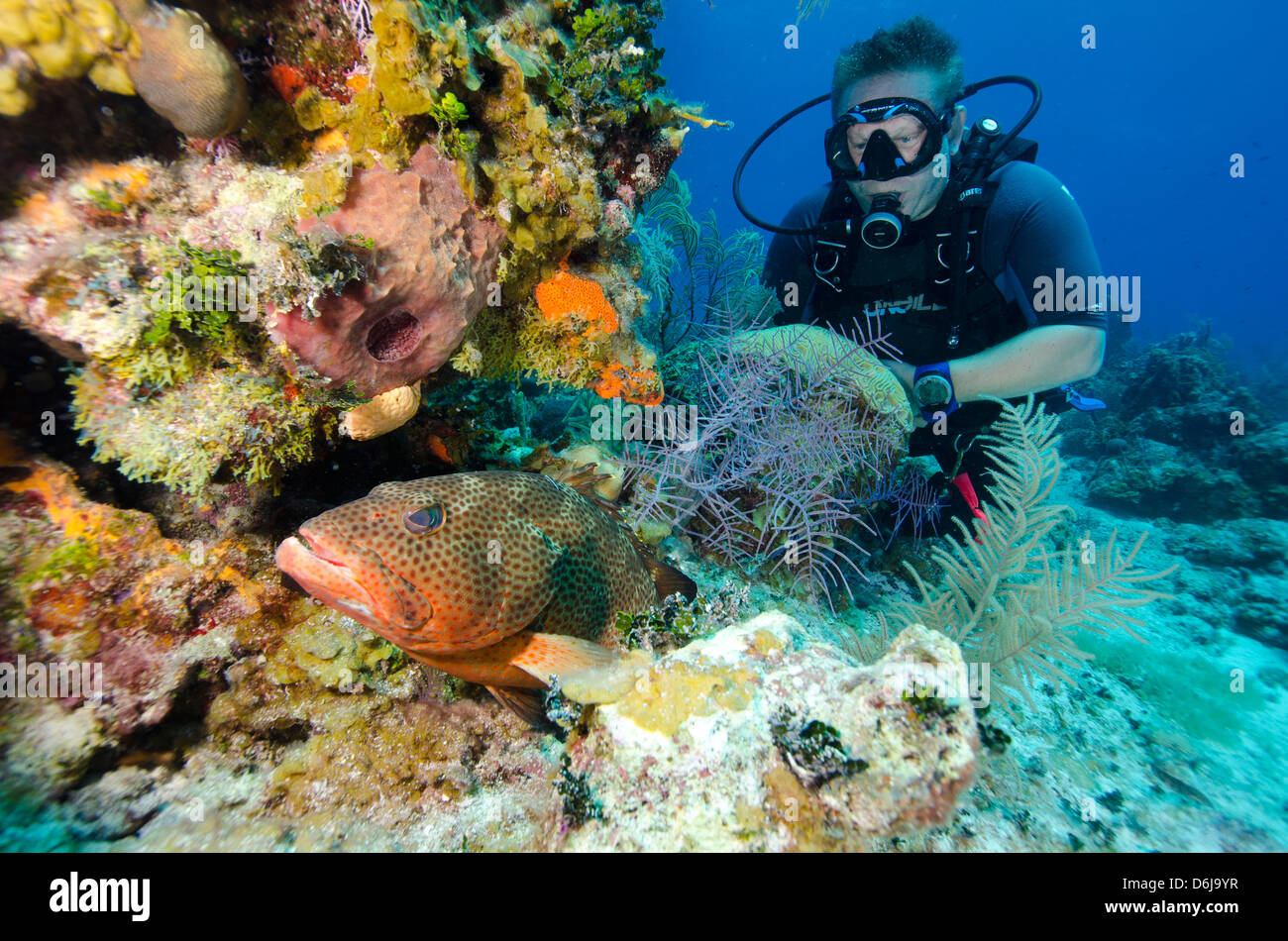 Diver enjoys watching a grouper hiding in the coral heads in  Turks and Caicos, West Indies, Caribbean, Central America Stock Photo