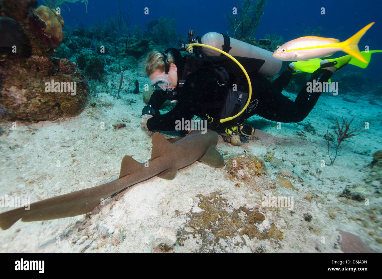 Nurse shark resting near a diver in the Turks and Caicos, West Indies, Caribbean, Central America Stock Photo