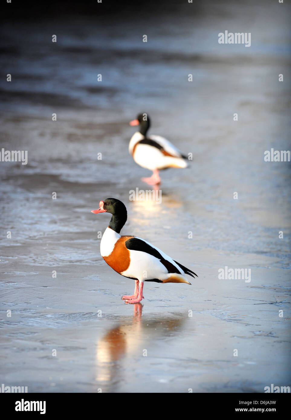 A male Shelduck on the ice at the Slimbridge Wildfowl and Wetlands Trust, Gloucestershire UK Stock Photo