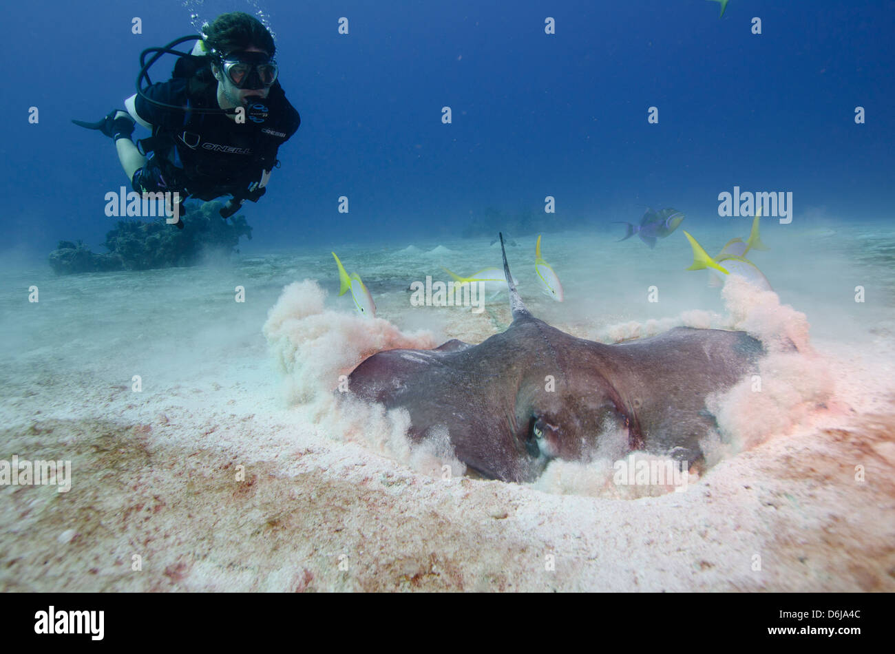 Stingray hunting for fish in the the Turks and Caicos, West Indies, Caribbean, Central America Stock Photo