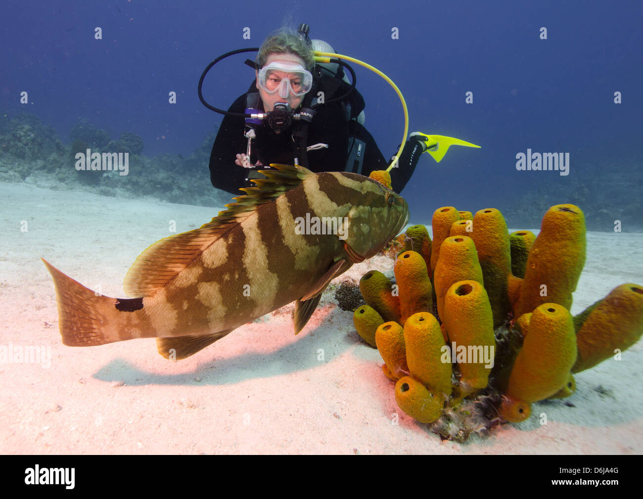 Nassau grouper with dive guide in Turks and Caicos, West Indies, Caribbean, Central America Stock Photo