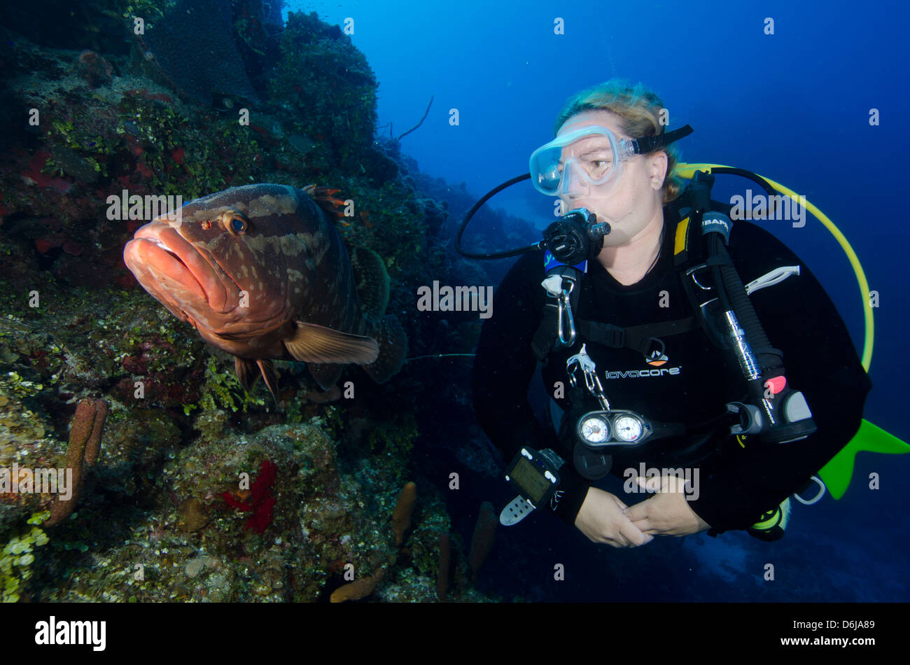 Diver meeting local grouper in the Turks and Caicos, West Indies, Caribbean, Central America Stock Photo