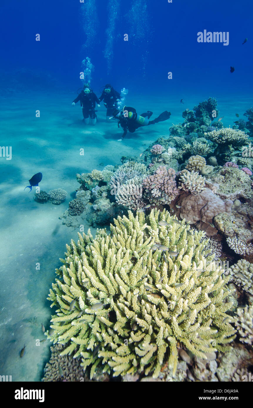 Coral Reef And Three Scuba Divers Naama Bay Sharm El Shiekh Red Sea coral-reef-and-three-scuba-divers-naama-bay-sharm-el-shiekh-red-sea