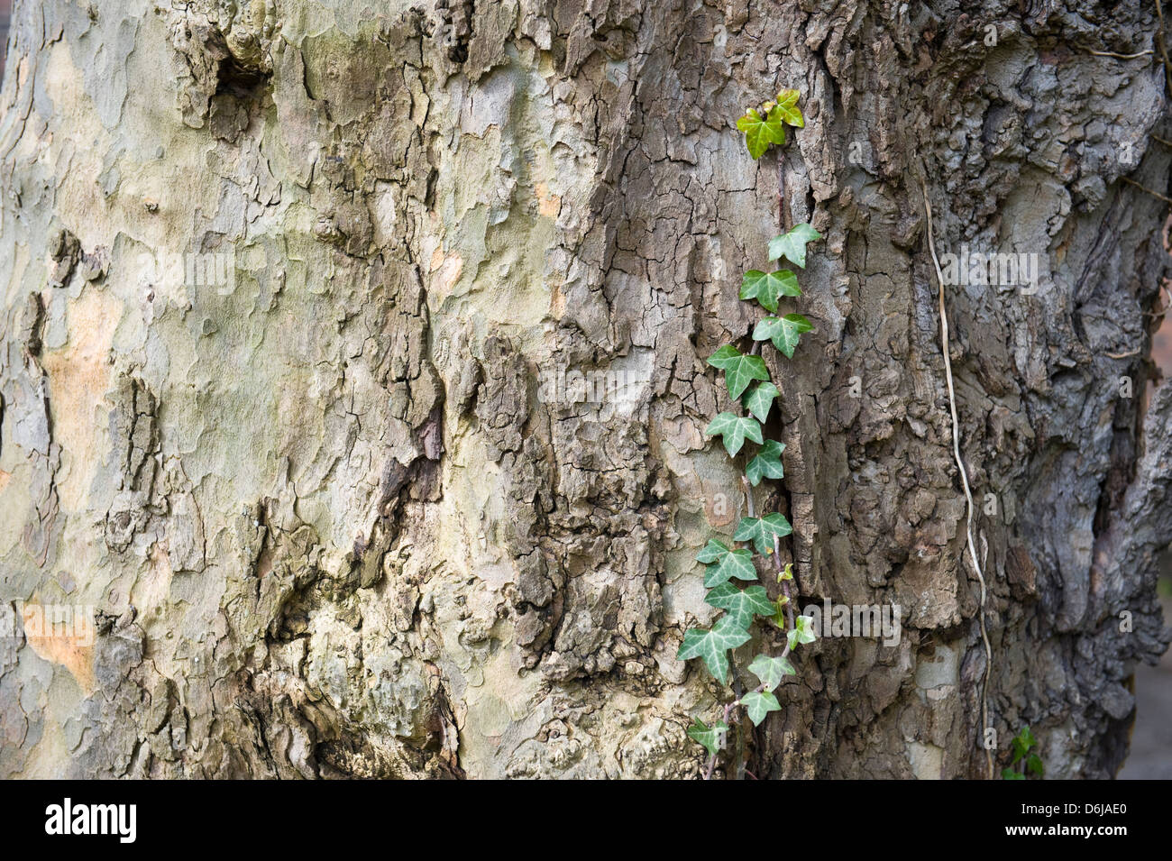 Tree bark with ivy Stock Photo